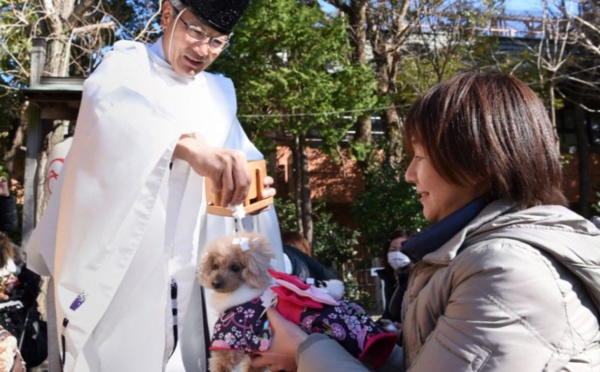 Insolite : Bénédiction pour chiens et chats