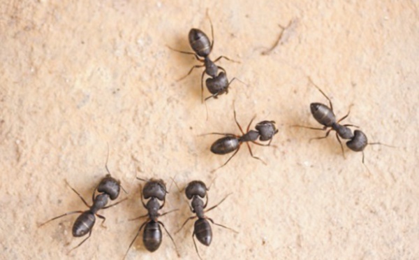 Les fourmis ont un GPS très sophistiqué