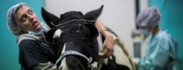 A Grosbois, on soigne les chevaux presque comme les hommes