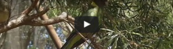 Australie : les ailes des perruches s'allongent...