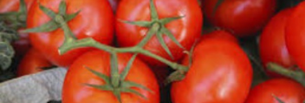 Redonner du goût aux tomates industrielles