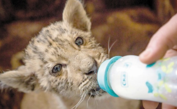 Tsar, un bébé ligre qui fait le roi dans un zoo de Russie