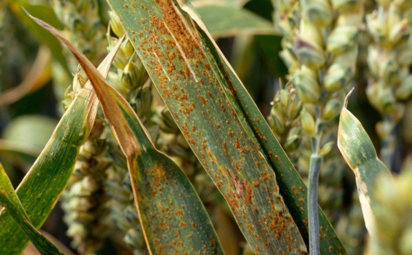 Le Maroc menacé par la rouille du blé