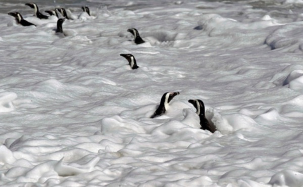 Les causes de l'extinction des manchots du Cap