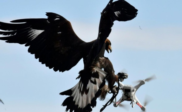 Insolite : Des aigles pour  combattre les drones