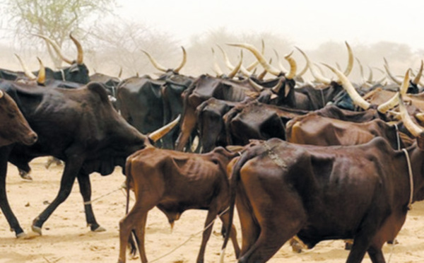 Niger : Résoudre durablement  les conflits agriculteurs-éleveurs