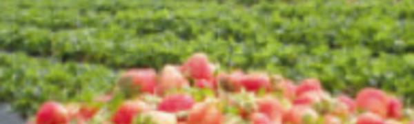 Insolite :​ Champ de fraises