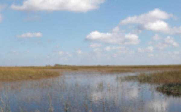 En Floride, le marécage des Everglades en péril