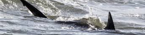 Insolite :​ Un requin dévore une chienne