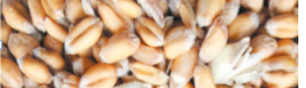 Un record de ventes en semences certifiées des céréales à Rabat-Salé-Kenitra