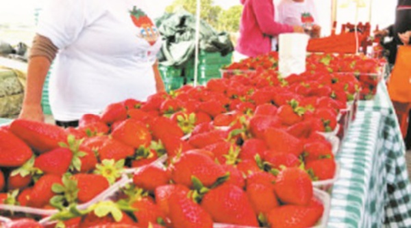 Kénitra accueille un Festival international de la fraise dédié aux richesses de l'Afrique