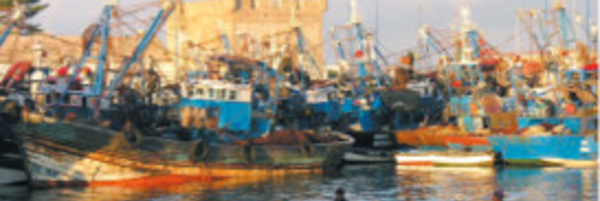 Hausse de la valeur de poissons débarqués au port d’Essaouira