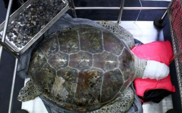 Insolite : Tortue alias «Tirelire»