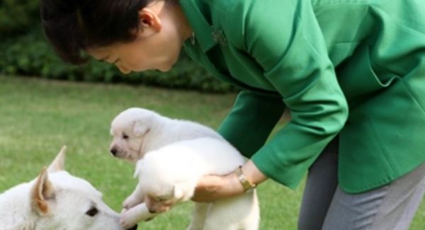 Insolite : Les chiens de Mme Park