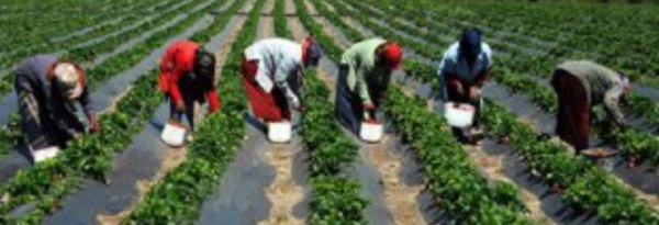 La région de Rabat-Salé-Kénitra contribue à hauteur de  15% à la VA agricole