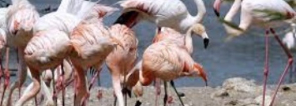Insolite : Mangeurs de flamants roses