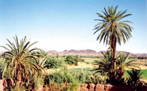 Région de Souss-Massa-Drâa : Massacre des palmiers