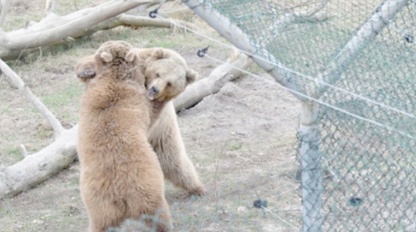 En Ukraine, une deuxième vie pour des ours maltraités
