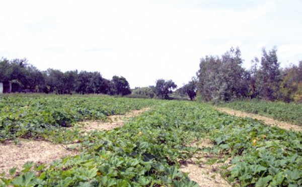 Essaouira : Plan Vert provincial pour redynamiser le secteur agricole