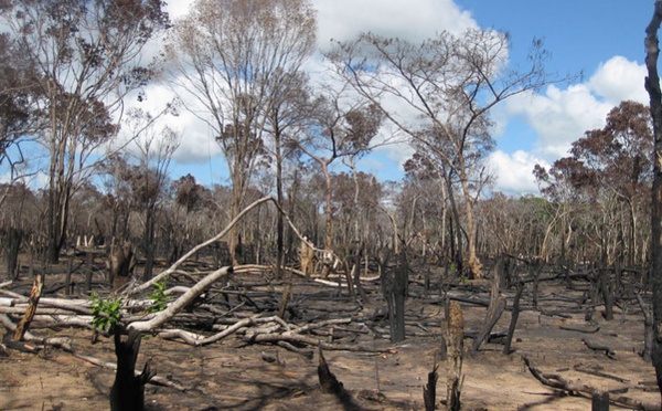 Le Mozambique en guerre contre l'exploitation illégale de ses forêts