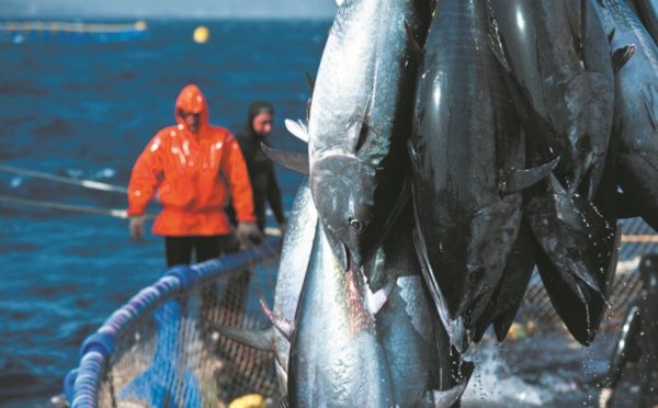 L’ONU appelle à la préservation des ressources de thon