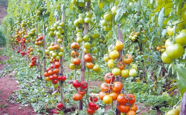 La tomate marocaine sous pression européenne