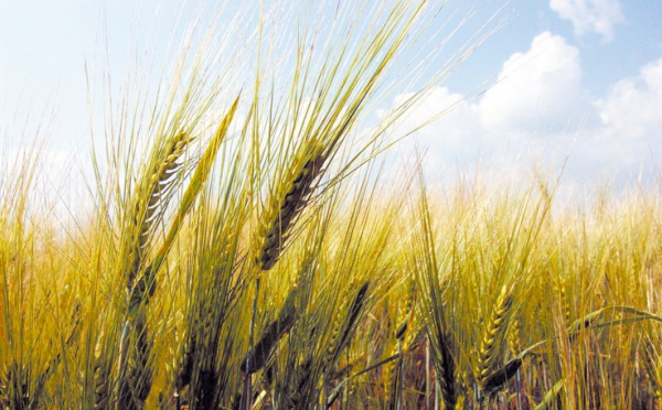 Négociations sur le climat : Les agriculteurs en première ligne