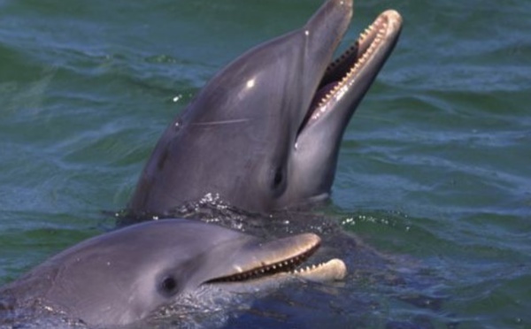 Les dauphins sauvages plus malades que ceux en captivité