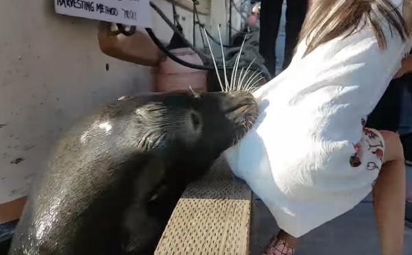 Insolite : Happée par une otarie