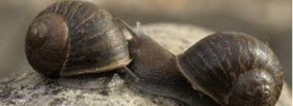 Insolite : Apparier un escargot gaucher