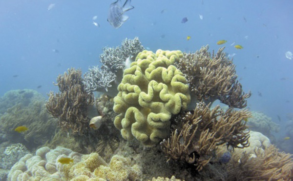 Pêche fantastique dans les abysses