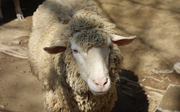 Insolite : Un logiciel pour  reconnaître les  moutons malheureux