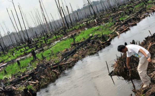 La disparition des tourbières tropicales accélère le réchauffement