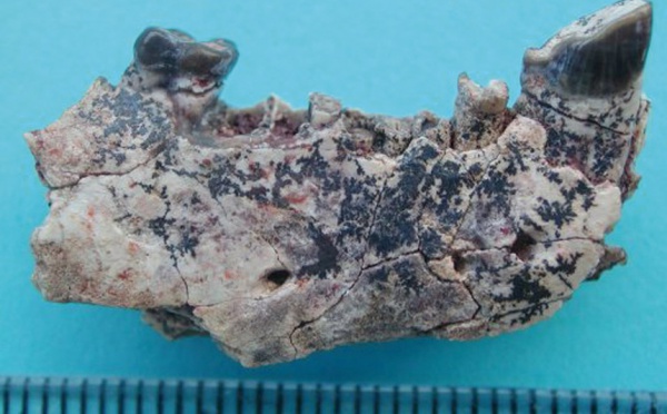 La lignée commune entre l'homme et les singes serait originaire d'Asie