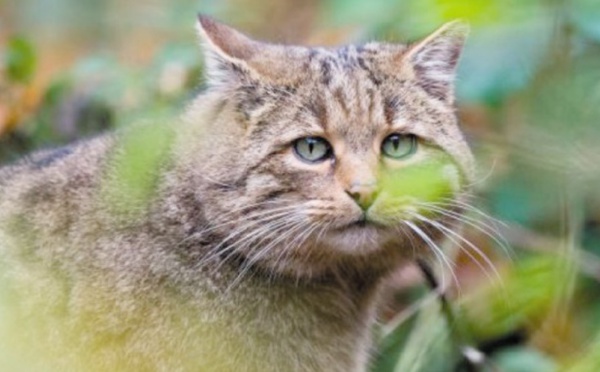 Une immense clôture contre les chats en Australie