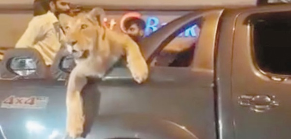 Insolite : Virée en voiture avec une lionne
