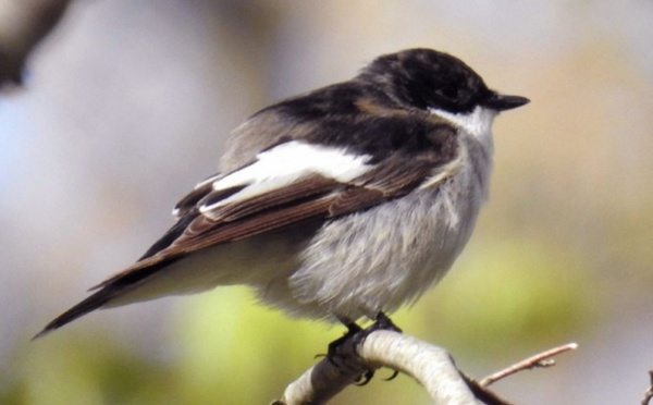 En matière de chant d'oiseau, les gènes font la différence