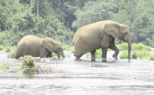 Au Gabon, protéger les éléphants mais aussi les villageois
