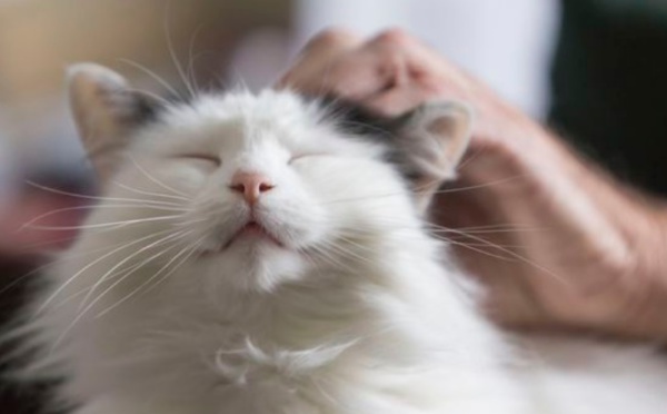 Comment le chat est devenu l'animal de compagnie numéro un