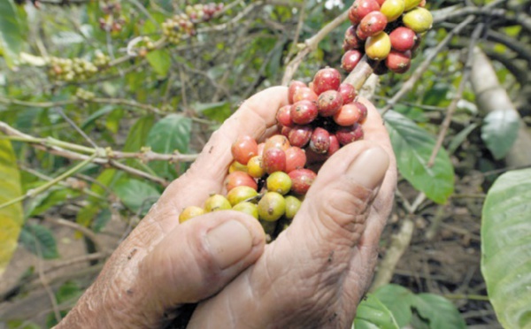 La culture du café en Ethiopie menacée par le réchauffement climatique