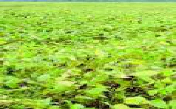 Soja et cancer du sein  : Effet protecteur ou proliférateur ?