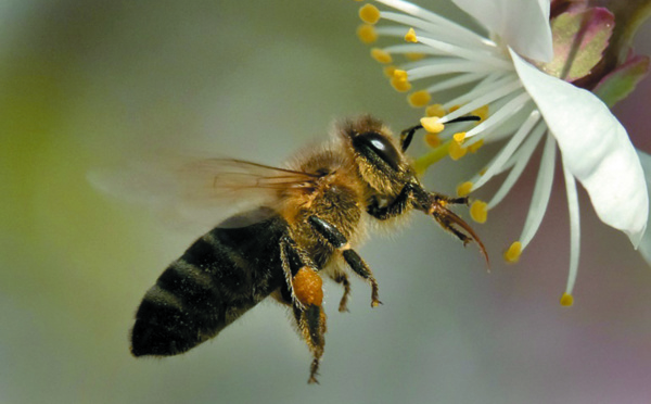 Deux expériences confirment la nocivité pour les abeilles d'un insecticide