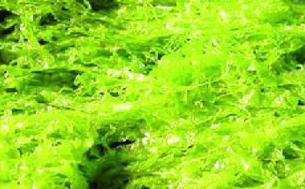 Un carburant à base d’algues sera utilisé dans l’industrie