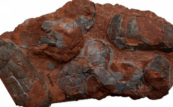 Des dinosaures étaient couvés comme des petits poussins