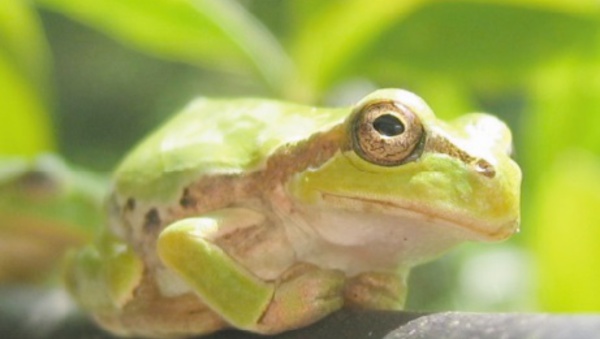 Des milliers d'espèces de grenouilles grâce aux dinosaures