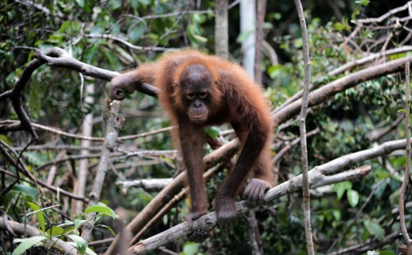 Chute alarmante de la population d'orangs-outangs de Bornéo