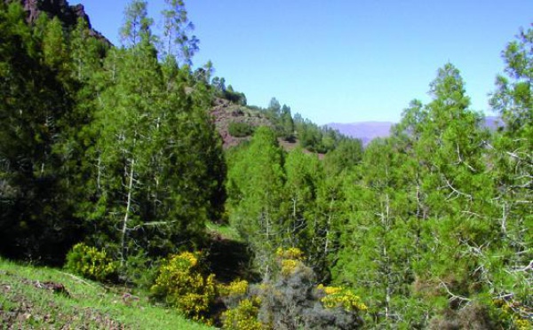 L’édile d’Essaouira se livrait à un trafic de bois de thuya : Le vice-président d'Imintlit arrêté