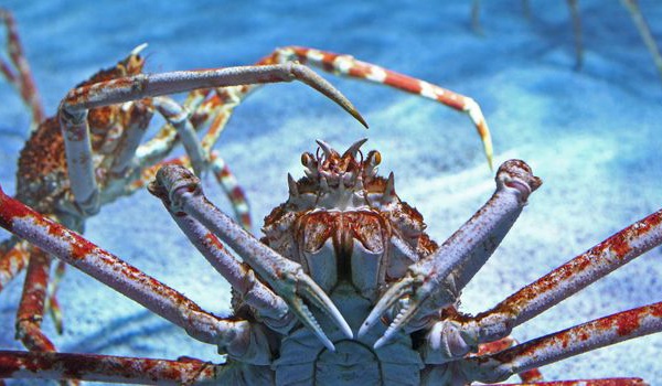 Chez l'araignée de mer,  le sang et l'oxygène  circulent grâce  aux intestins