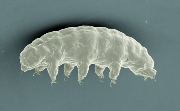 Le tardigrade, un superchampion qui n'a rien à craindre des astéroïdes