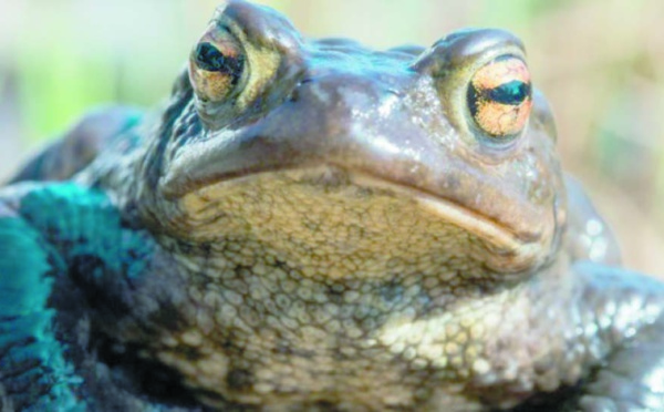 Insolite : Saisie de crapauds